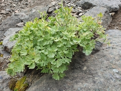 Ranunculus buchananii