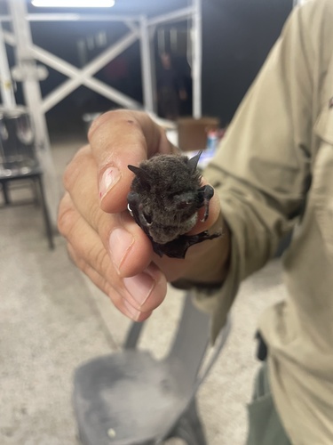 Australian Large-footed Myotis