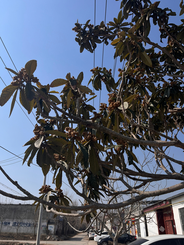 Loquat