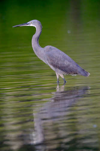 iNaturalist image