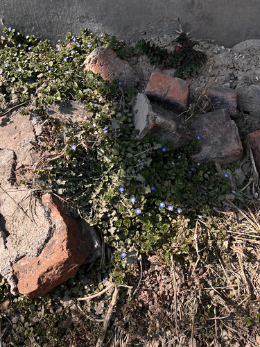 bird's-eye speedwell