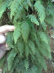 Hymenophyllum frankliniae