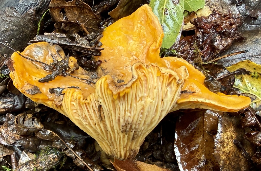 Cantharellus californicus · February 2026 · photo: © hllrnnr (iNaturalist, cc0)