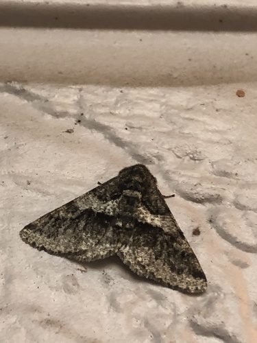 Woolly Gray Moth photo 5
