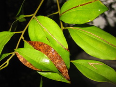 Cinnamomum yabunikkei