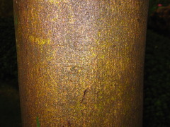 Cinnamomum yabunikkei
