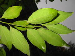 Cinnamomum yabunikkei