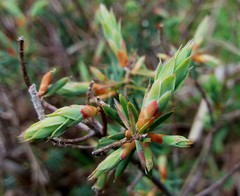 Stenanthera conostephioides