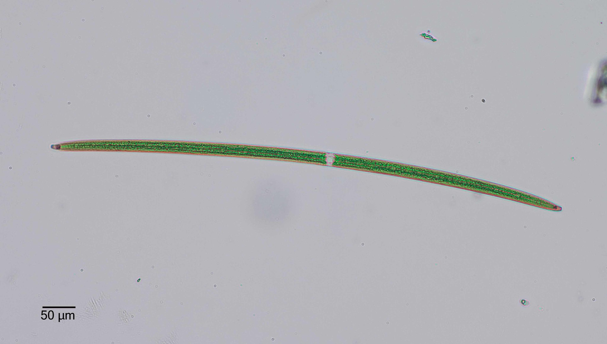 Closterium praelongum