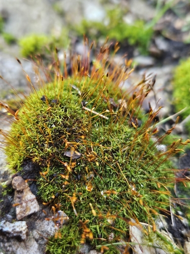 Red Beard-moss (Bryoerythrophyllum recurvirostrum)