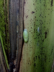 Panchlora nivea