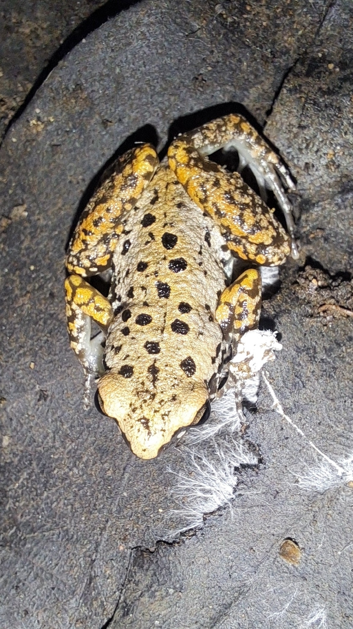 Micryletta immaculata