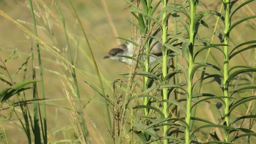White-naped Xenopsaris (Xenopsaris albinucha)