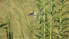 Xenopsaris albinucha