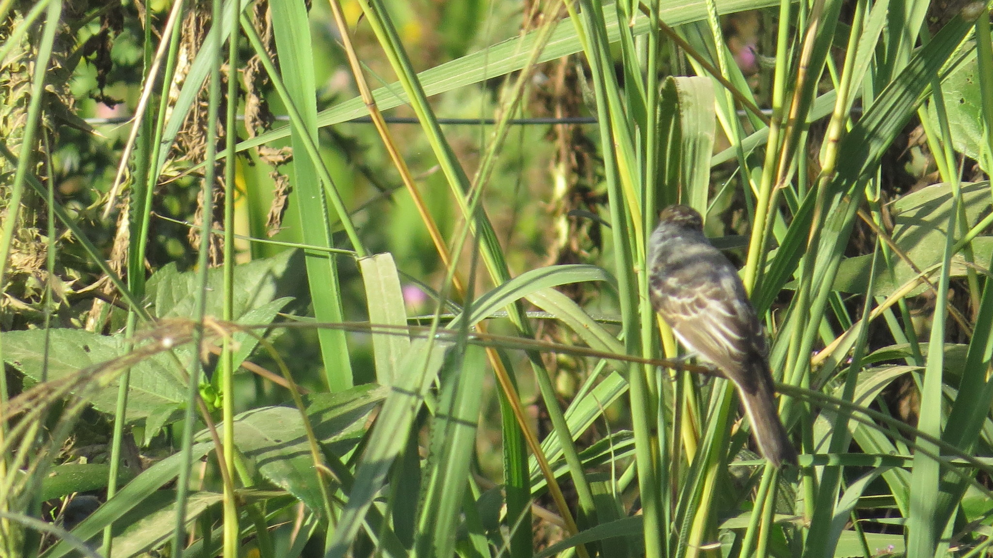 White-naped Xenopsaris (Xenopsaris albinucha)