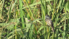 Xenopsaris albinucha