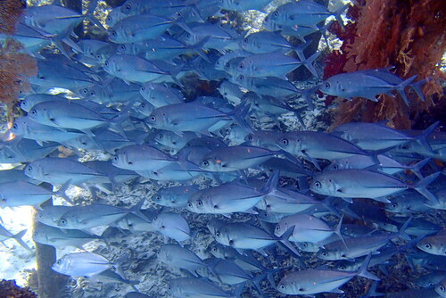 Caranx sexfasciatus