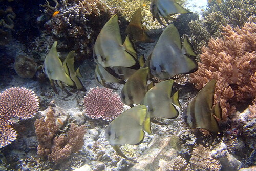Platax boersii