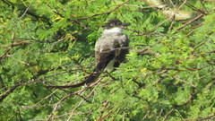 Xenopsaris albinucha