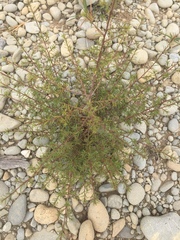 Kunzea serotina