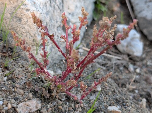 Chenopodium glaucum iNat (2)