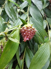 Elleanthus capitatus