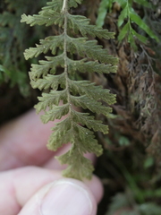 Hymenophyllum frankliniae