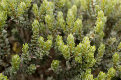 Olearia nummulariifolia