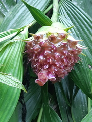 Elleanthus capitatus