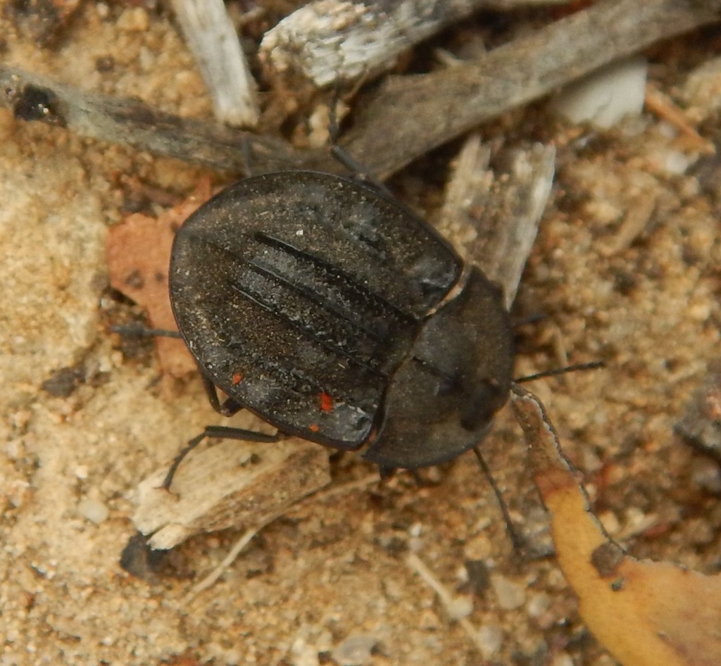 Helea perronii from Boothby Rocks SA 5266, Australia on February 18 ...