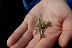 Olearia nummulariifolia