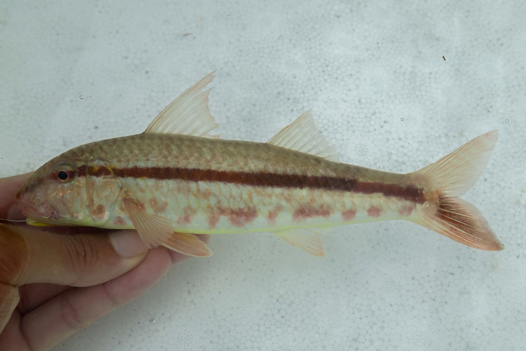 Goatfish