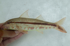 Goatfish photo 1