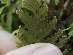 Hymenophyllum frankliniae