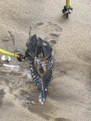 Callorhinchus milii