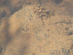 Poeciliidae