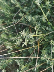 Magnoliopsida