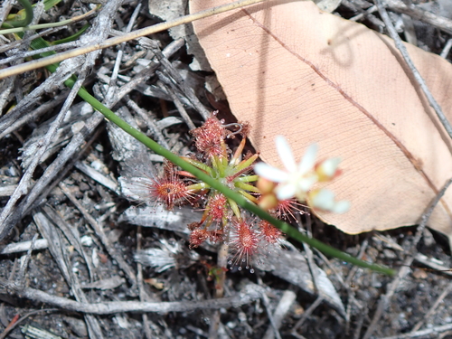 Drosera verrucata