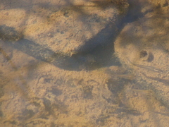 Poeciliidae