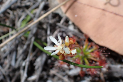 Drosera verrucata