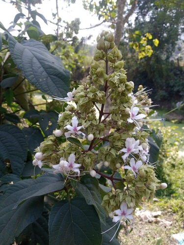 Hill glorybower