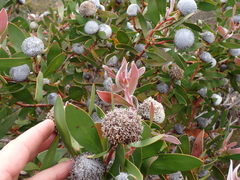 Isopogon cuneatus