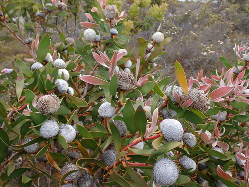 Isopogon cuneatus, photograph 1