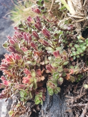 Veronica spectabilis