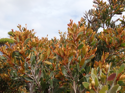 Pandanas Hakea (Hakea pandanicarpa)