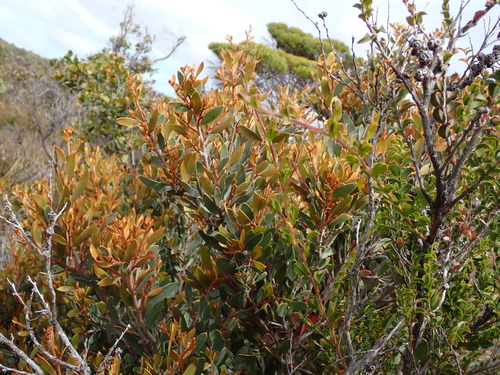 Hakea pandanicarpa, photograph 1