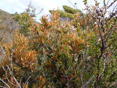 Hakea pandanicarpa, photograph (c) Em Lamond, some rights reserved (CC BY)