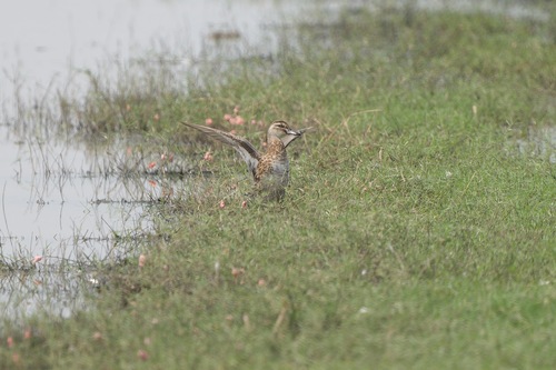 Garganey