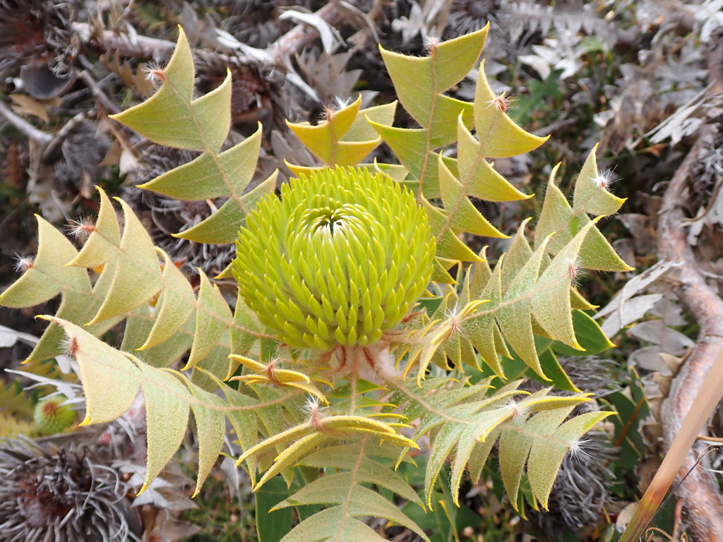 Banksia baxteri; photograph (c) Em Lamond, some rights reserved (CC BY)