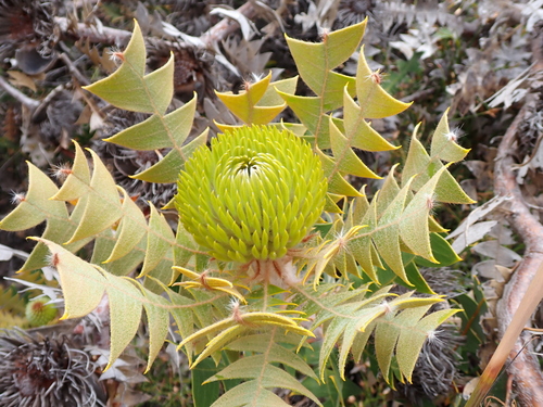 Baxters Banksia (Banksia baxteri)